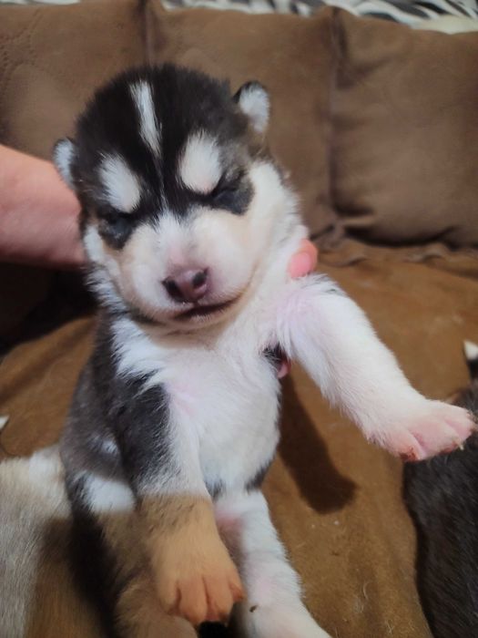 Девочка родилась 14февраля красотка с разными глазами читайте опесание