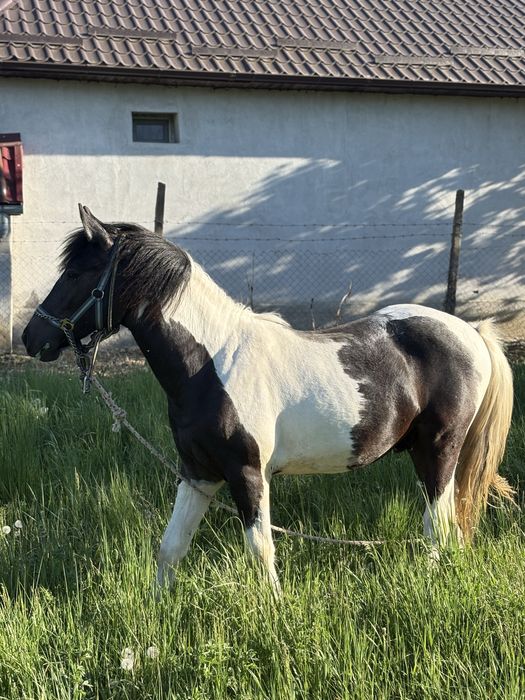ARMASAR 11 luni Gypsy Vanner