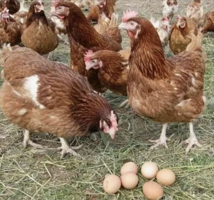 Vindem găini outoare