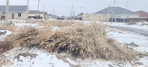 Камыш ,для строительства. Бесплатно