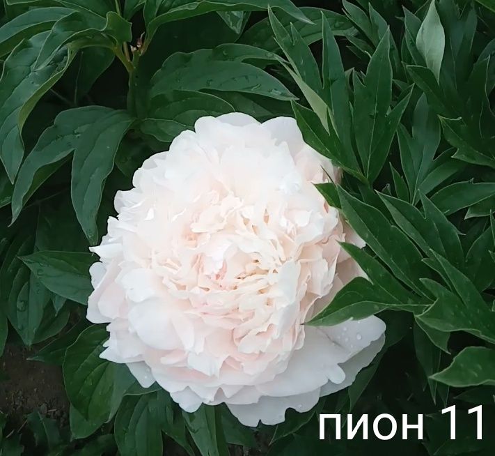 Продам срезку пионов