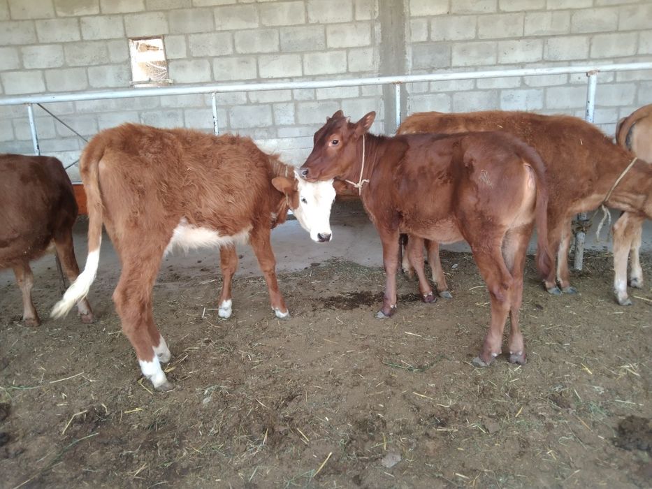 Sifatli ğunojinchala sotiladi 4 milyondan 5 milyongacha kelishamiz yan