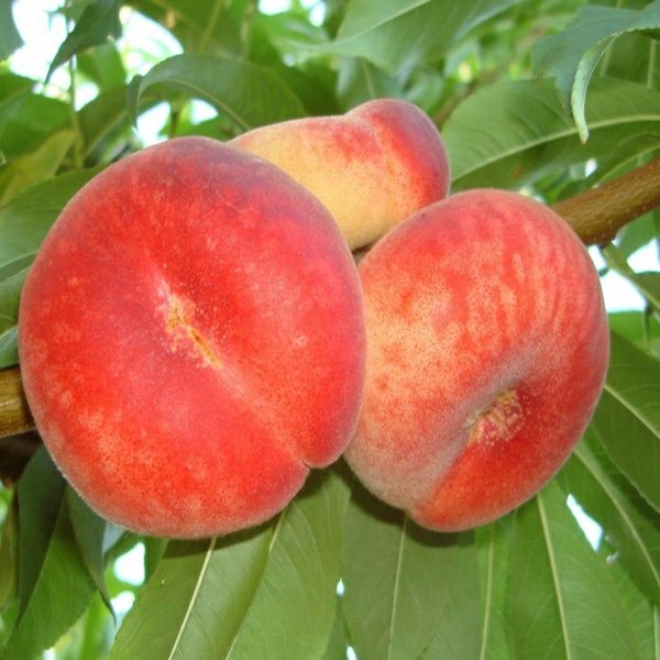 Piersic Plat Sugar Baby