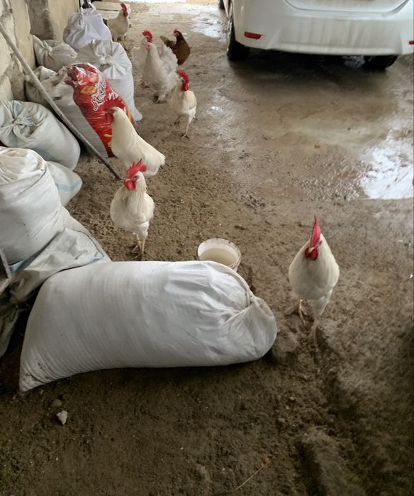 Әтештер сатылады!