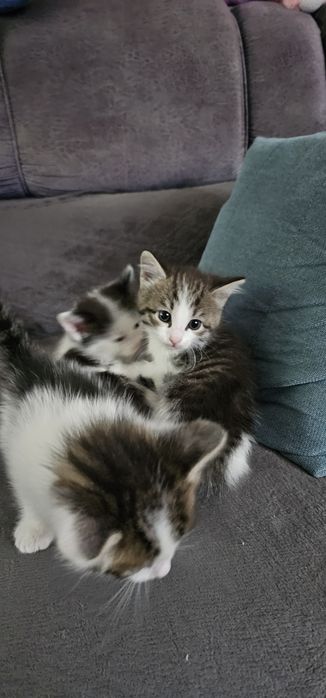 Животные,  кошки