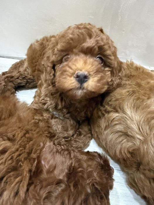 Мини Пудел Mini poodle