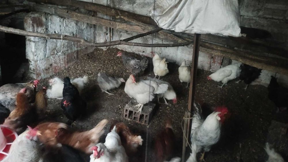 Продавам кокошки и патици