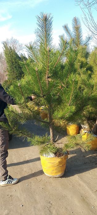 Qirim archalar ham bor