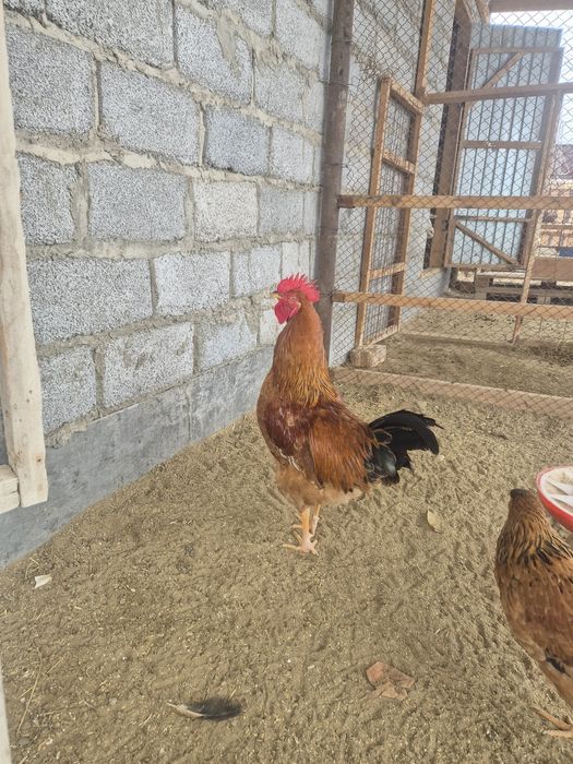 Қораздар сатылады.5000тг .шт