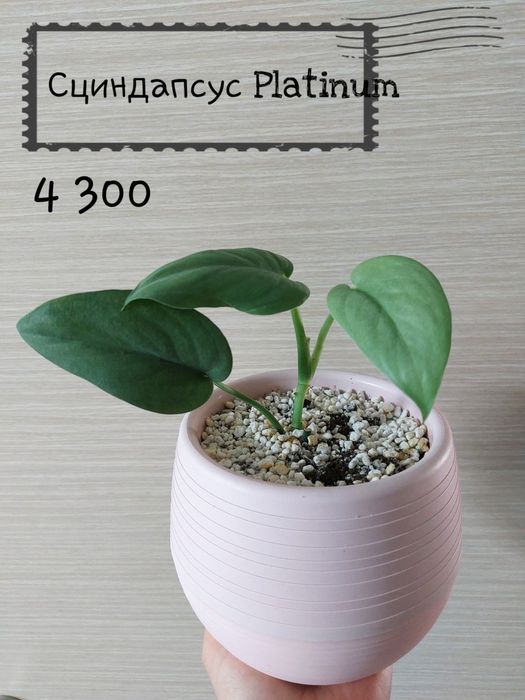 Комнатные растения