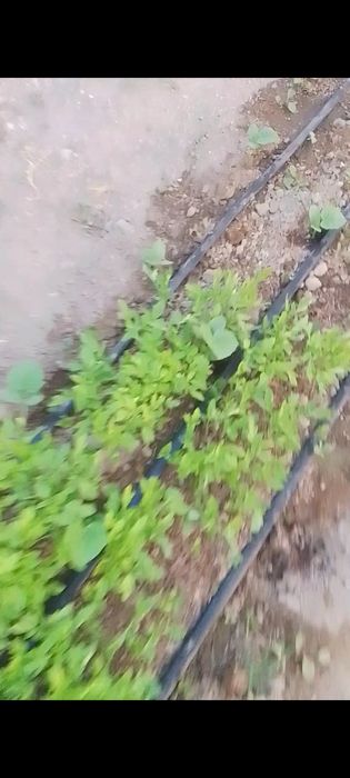 Көшеттер рассада сатылады