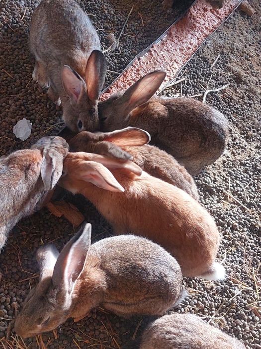 Кролики Фландр-Эндерби