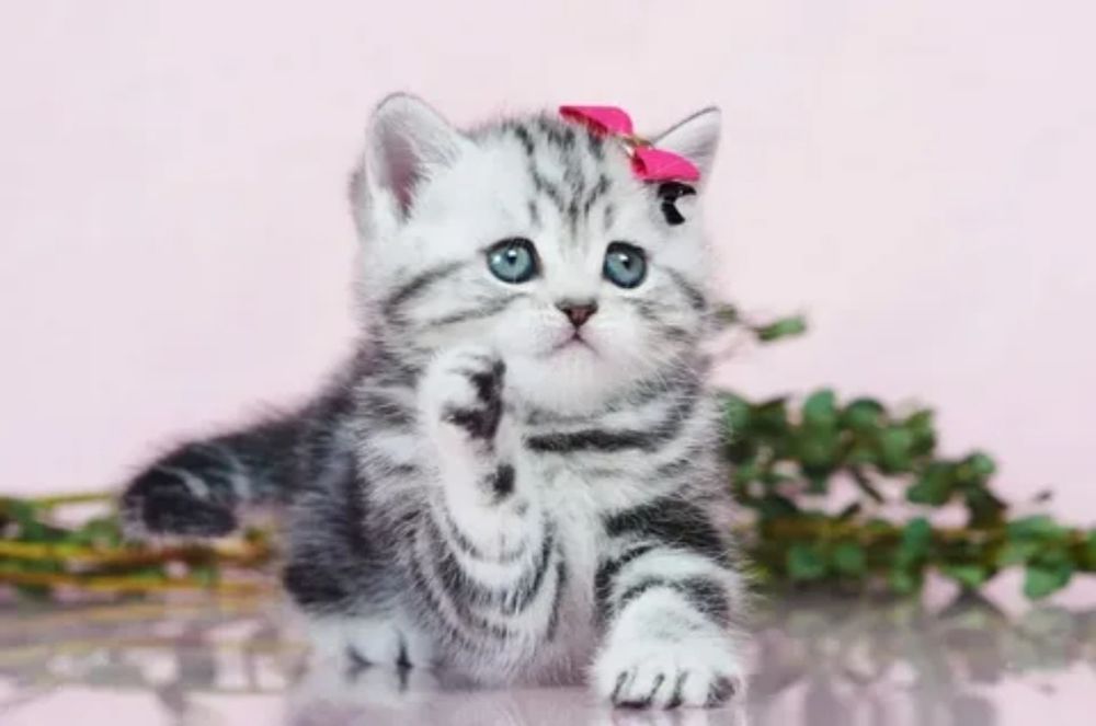 Продаются шотландские котята.