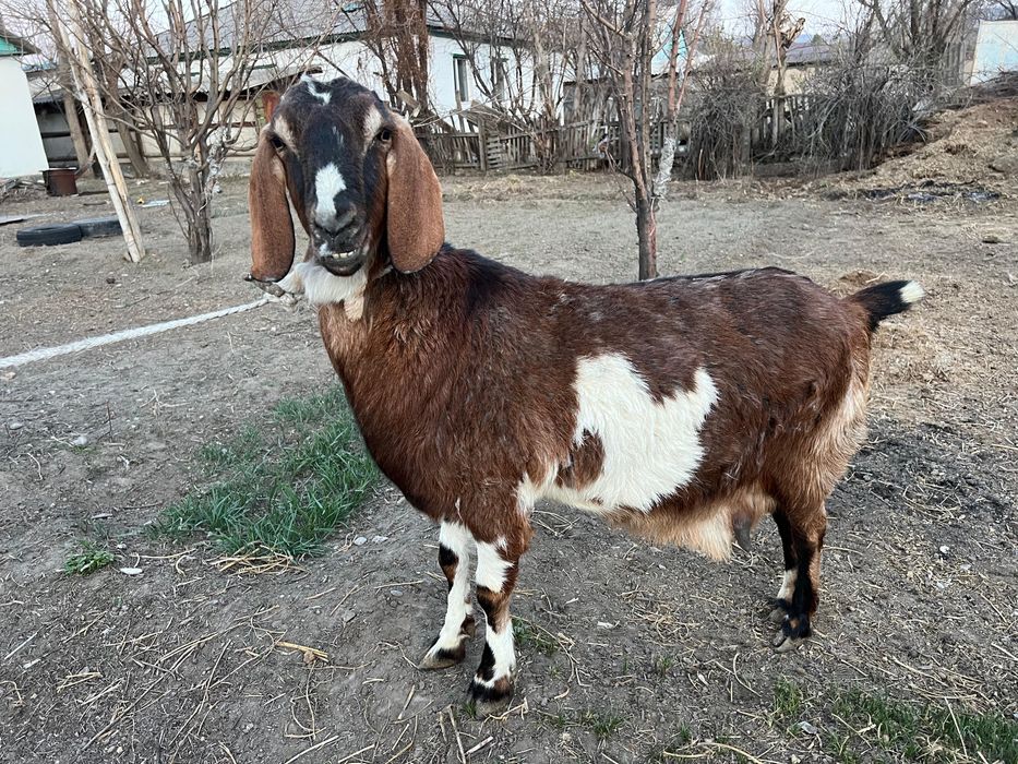 Англо нубиский Козы