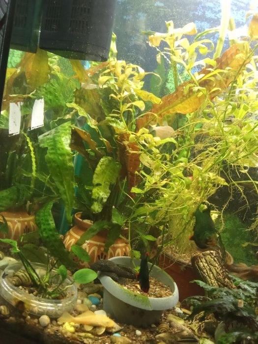 Продам растения для аквариума