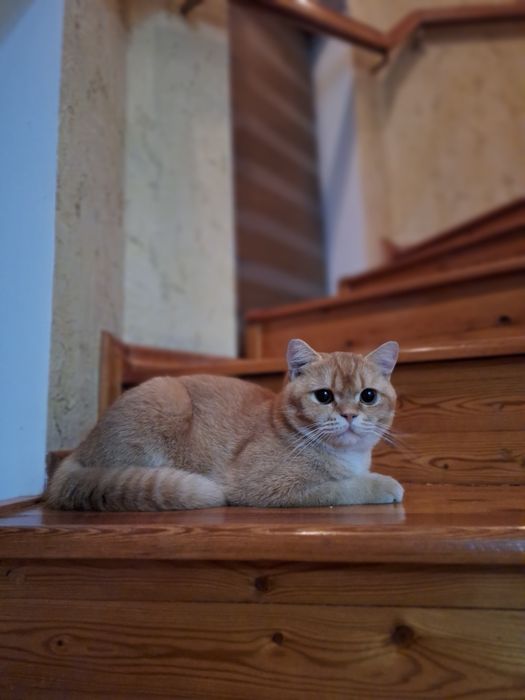 Skottish strayt 10 oylik