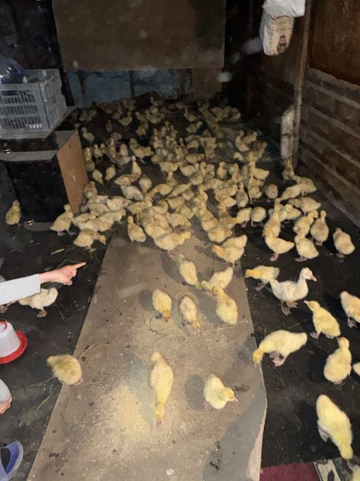 Чистый Белый линда