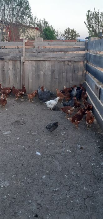 Puicuțe porumbac,negre,roșii