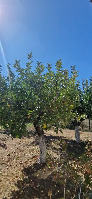 Продава се Къща в с. Книжовник, Област Хасково - 64 кв.м за 938 €/кв.м - Снимка #5