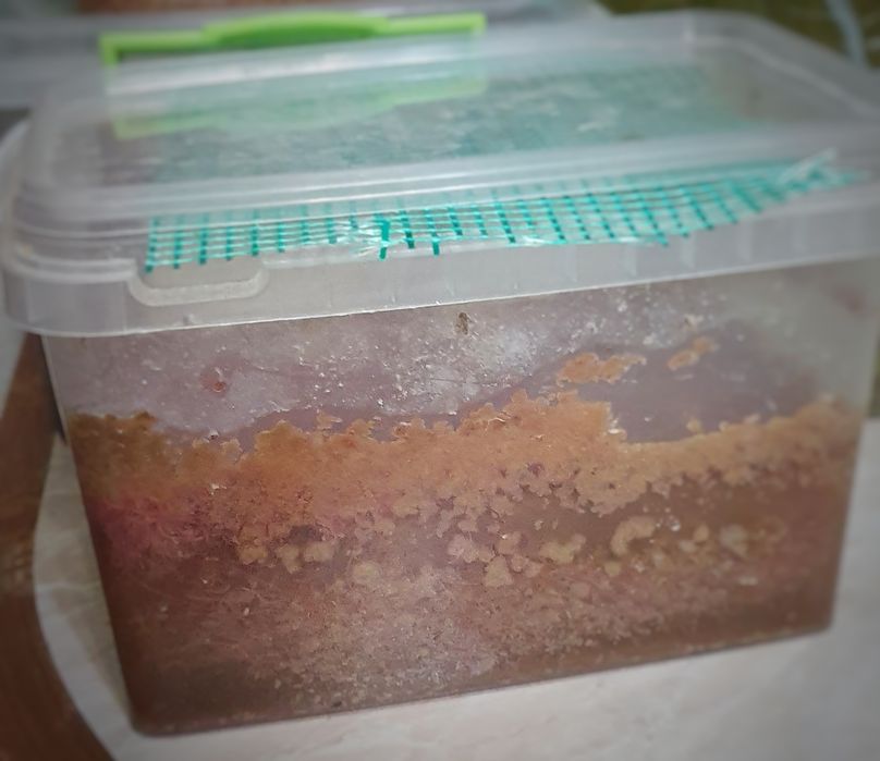 Израильский Трубочник (Изя)