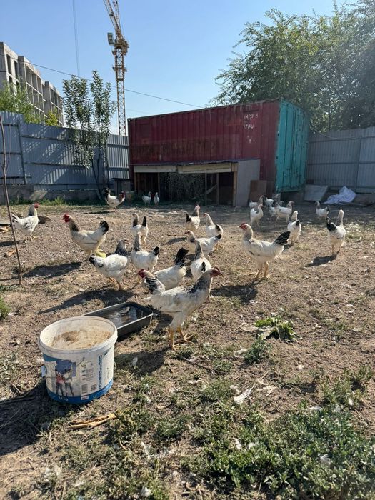 Тауык сатылады. Продам
