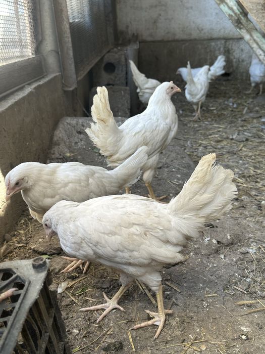 Продам кур леггорна несушки курицы леггорн молодки