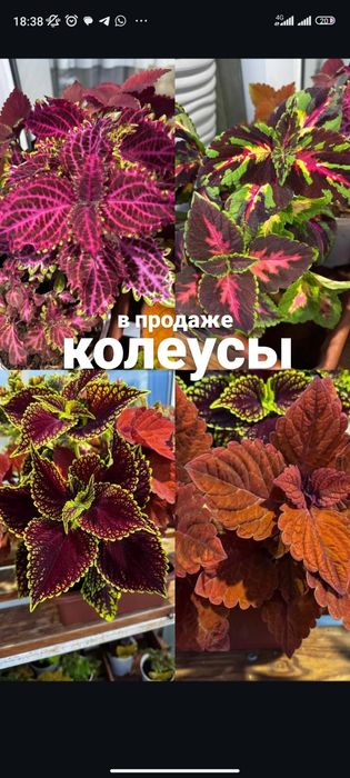 Колеусы большой выбор