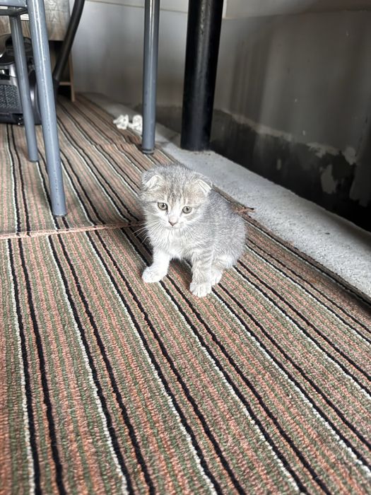scottish fold -straight