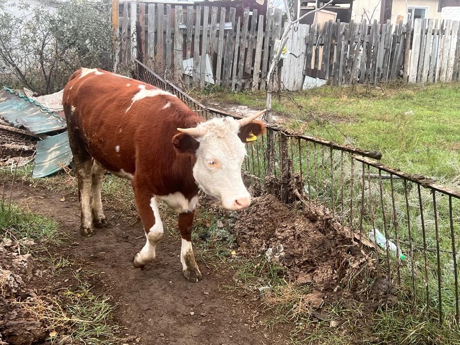 Коровы хорошие молочные