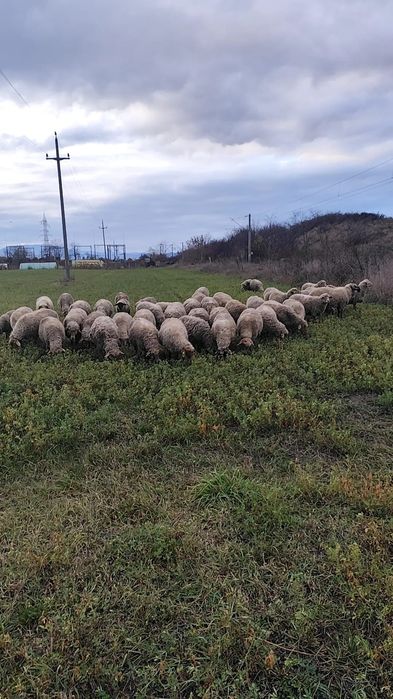 Vand oi cu miei mari