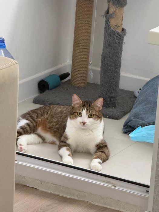 Дарю кота 1 год кастрат