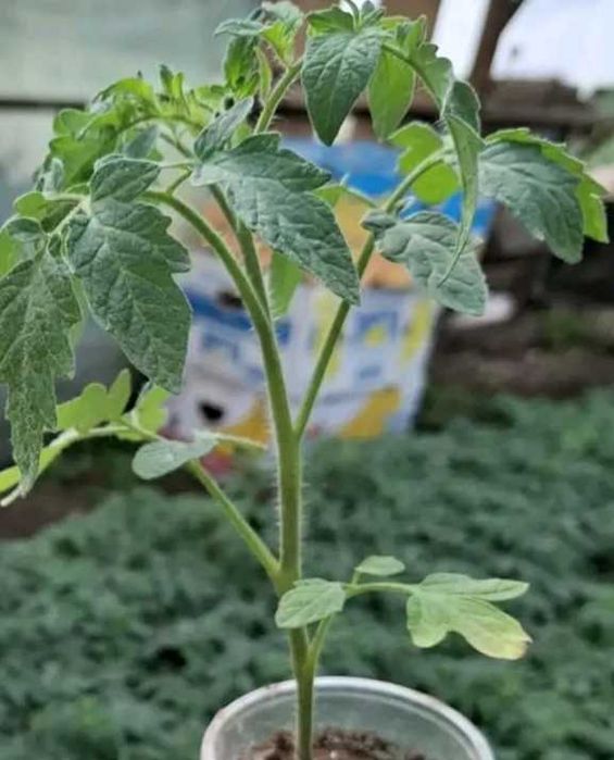 Продавам разсад краставици, домати, тиквички, пипер, подправки,зеле