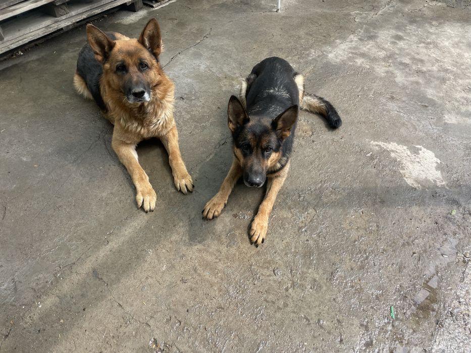 Продам щенка немецкой овчарки