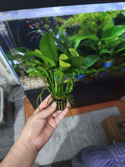 Anubias cangesist