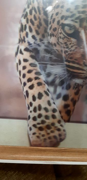 Новая картина 5д леопард