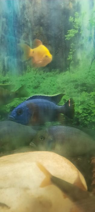 Алунакара баликклар