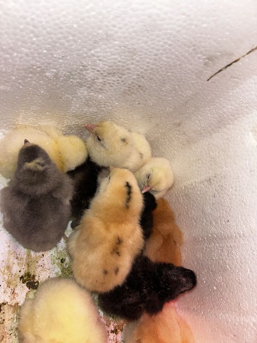 Цыплята породистые