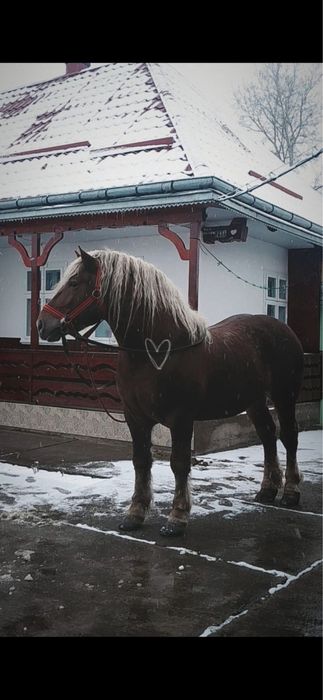 Vand sau schimb harmasar de 4 pe 5 ani