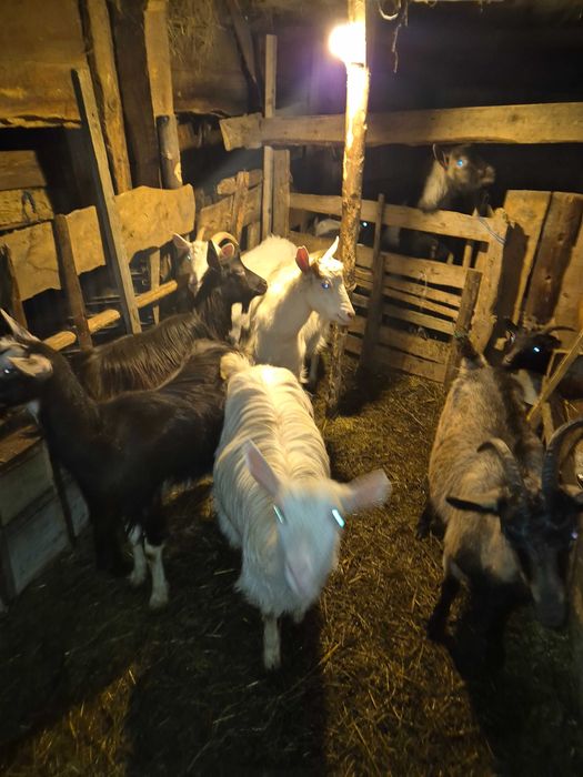 Vand Capre tinere Sunati