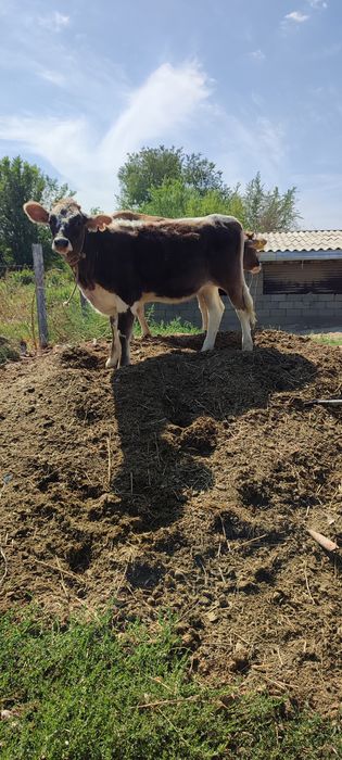 Продам тёлок 7-8 месяцев.