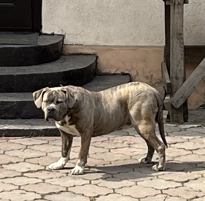 Стаффорд кобель, мощный.