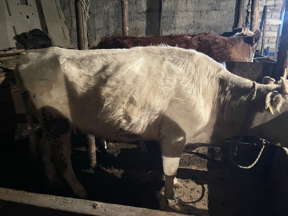 Сиыр сатылады жане бузау