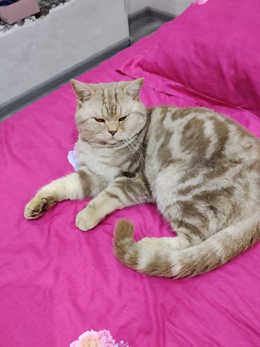 Продаётся  Кошка