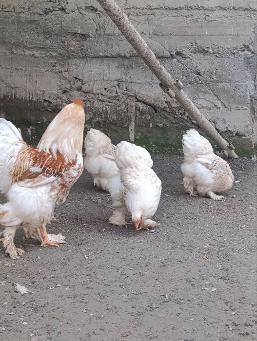 Brama “Beli Zolota” zotli tovuq tuxumi va jo‘jalari sotiladi!