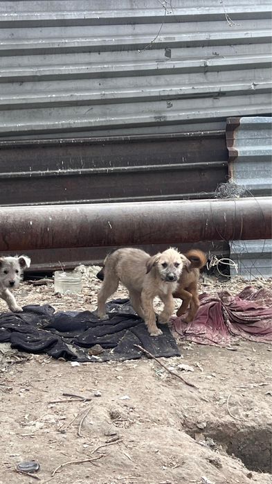 Красивые Щенки  (даром)