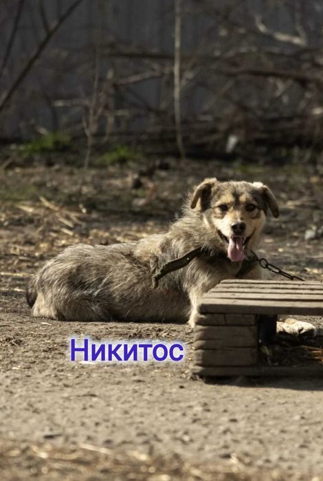 Дарю в добрые и ответственные руки