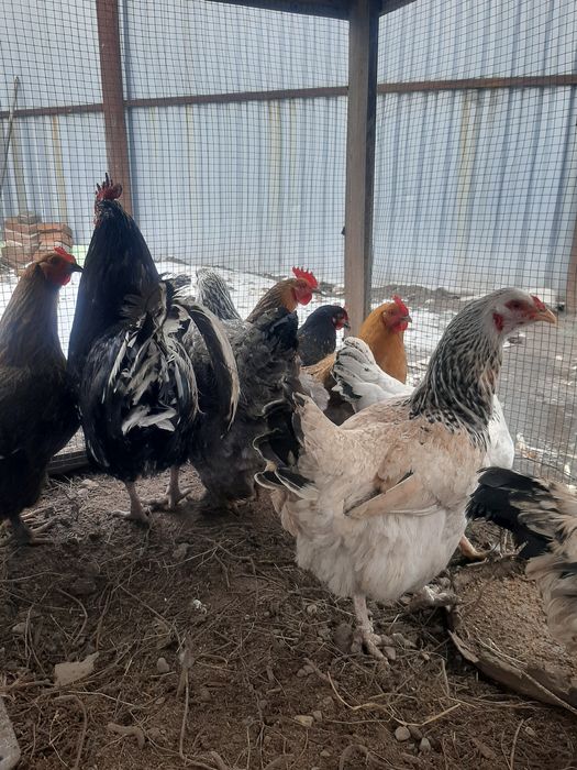 Продам куры домашний