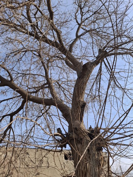 Tut daraxti sotiladi