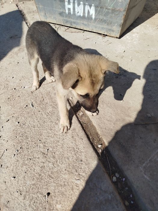 Бесплатно мехрибон кулларга