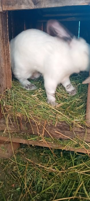 Vând iepuroi uriaș de Transilvania bun pentru reproductie